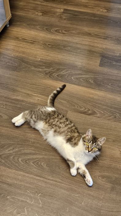 Котёнок Девочка в дар!