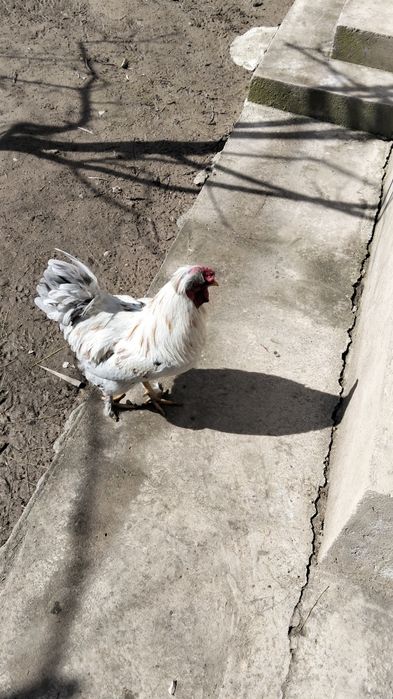 Хохлатая қораз сатылады