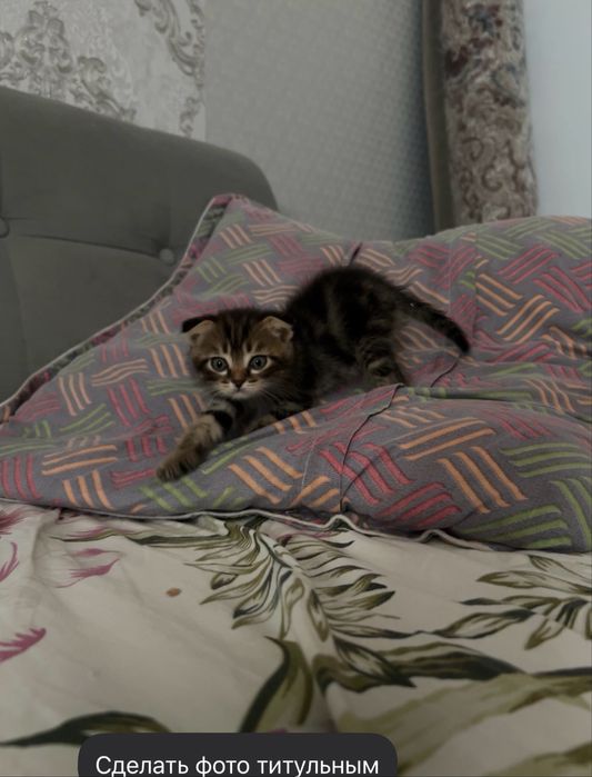 Продам котенка вислоухого