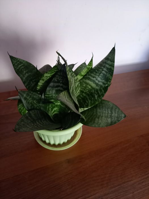 Комнатные  растения, сансевиерия