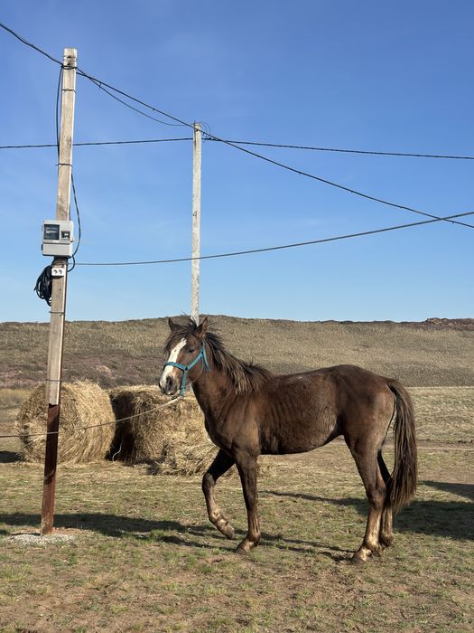 Три Лошади: англичане, полукровка