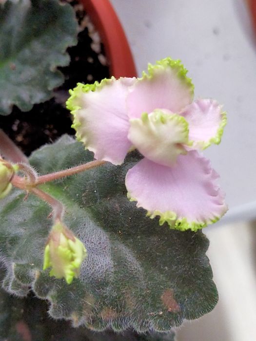 Продам хризантемы мультифлора, каланхоэ, фиалки