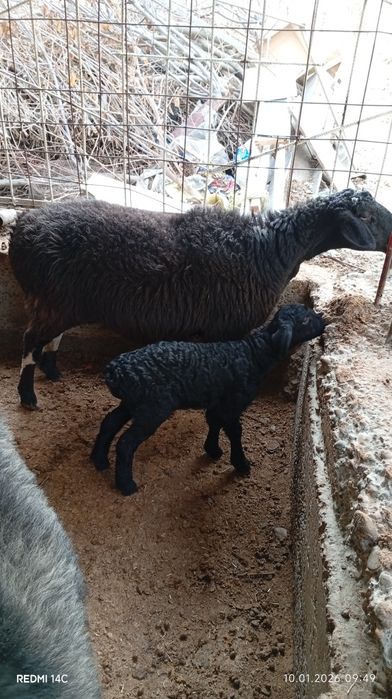 Она бола куй сотилади боласи ургочи!куй йош семиз сифатли хонаки хурон