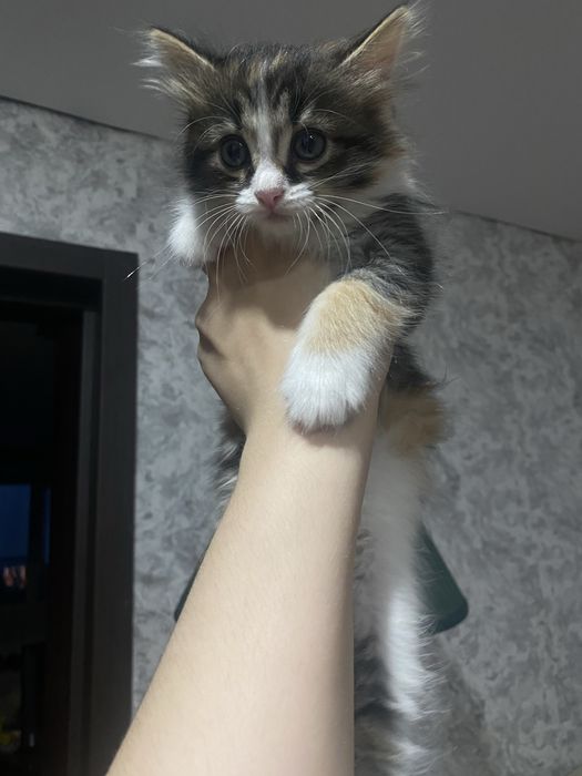 Отдам котят в добрые руки
