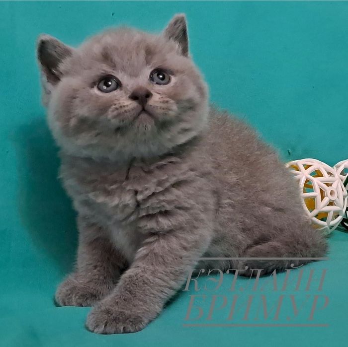 Британские котята из питомника!