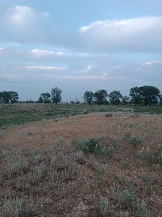 Сдам в аренду земельный участок под КХ