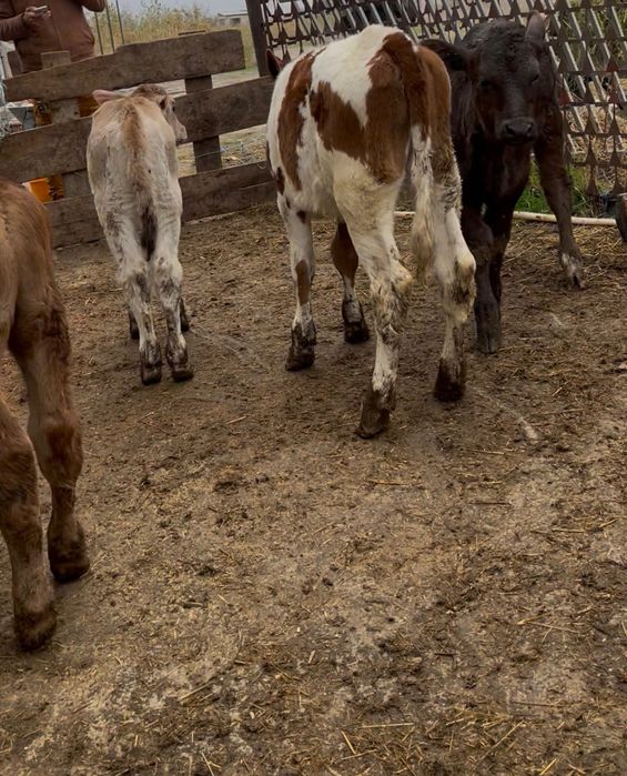 Vitei sugari si intarcati pentru crescut !