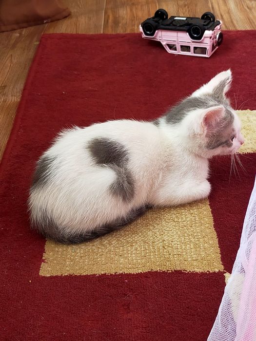 Отдам даром кота