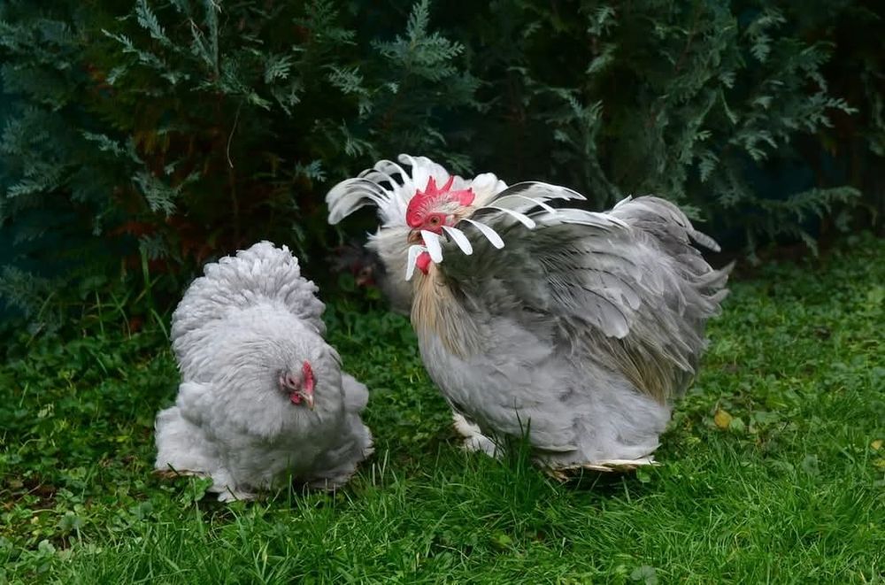 Cochinchina pitic lavandă