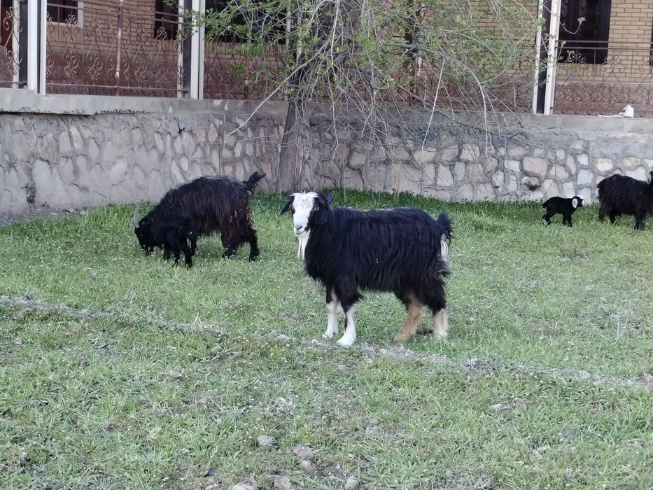 Xonagi katta sarka sotiladi.