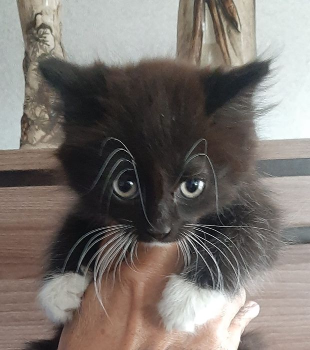 Котята симпотяшки.