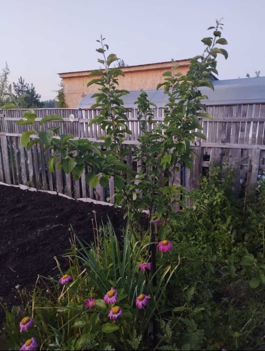 Продам дачу в обществе Борки