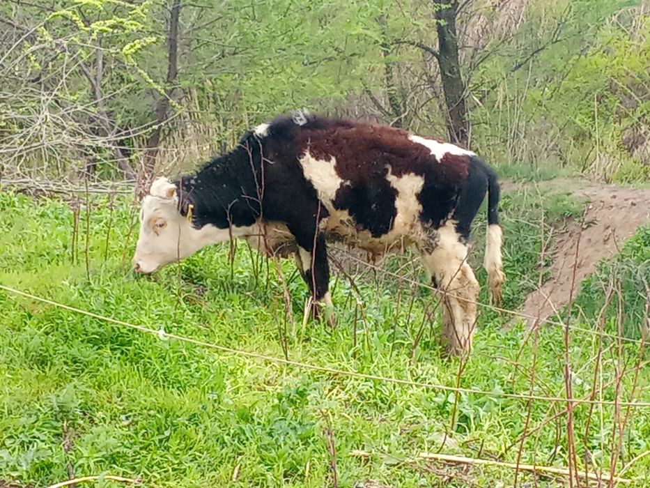 Бычок продается .