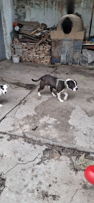 Sotiladi , Продажа