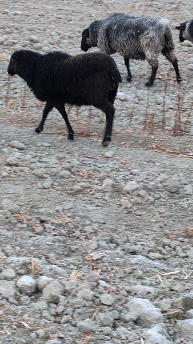 Раман зотли барра