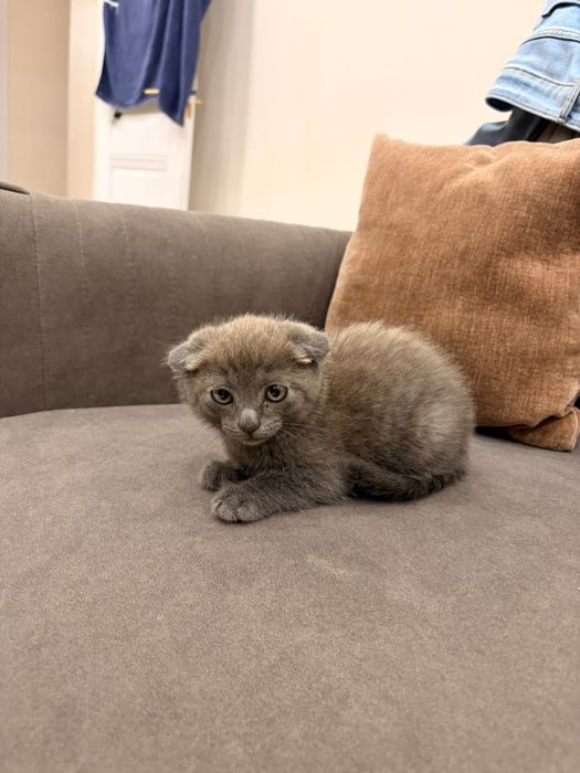 Котенок шотландский вислоухий
