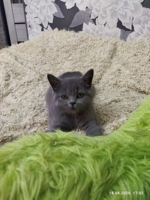Продается чистокровный британский котенок