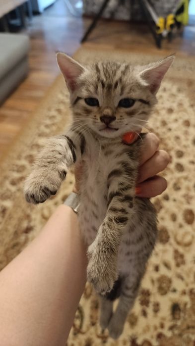 Отдам котенка мальчика