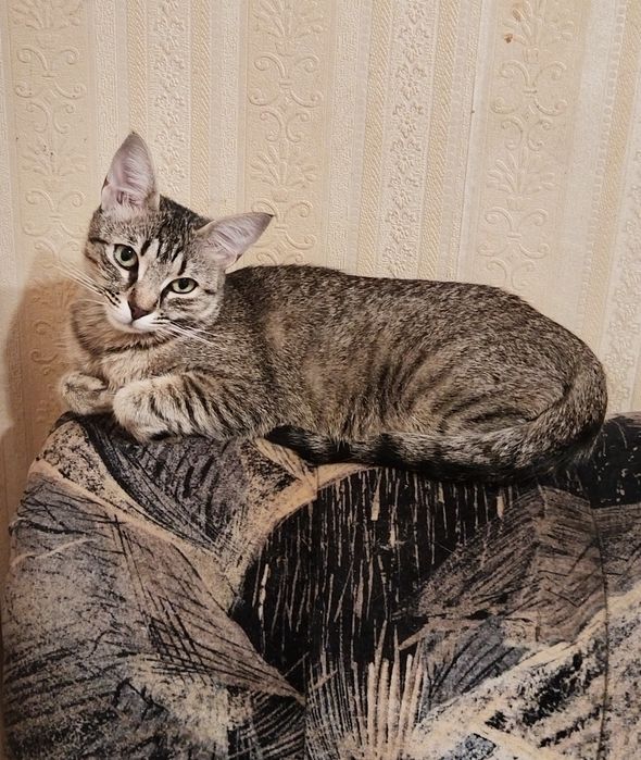 Женско красиво котенце на годинка