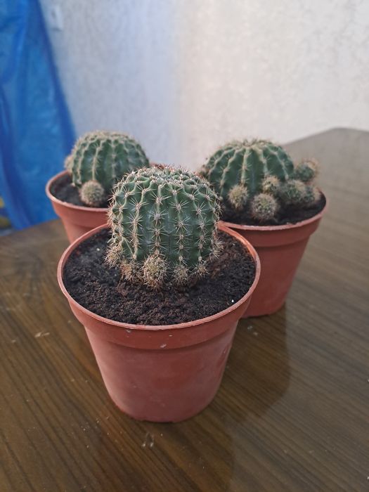 Кактус. Адрес сергили