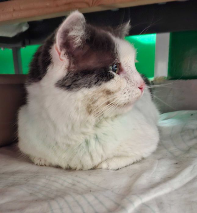 Adoptie motan alb castrat Cristian