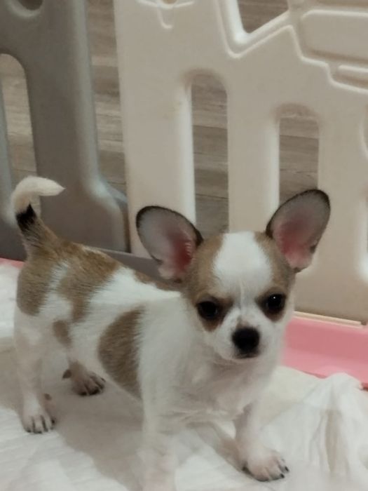 В продаже щенок Чихуахуа.