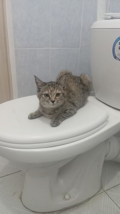 Котенок, Девочка