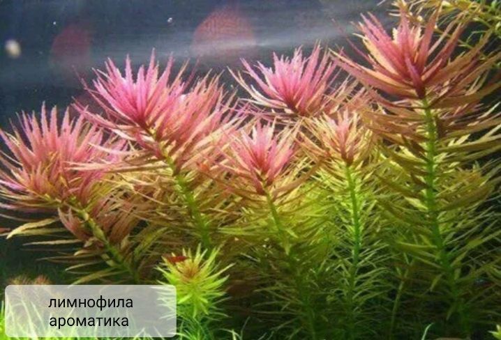 Аквариумные растения
