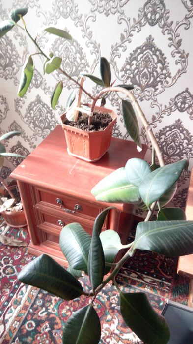 Три цветка фикуса