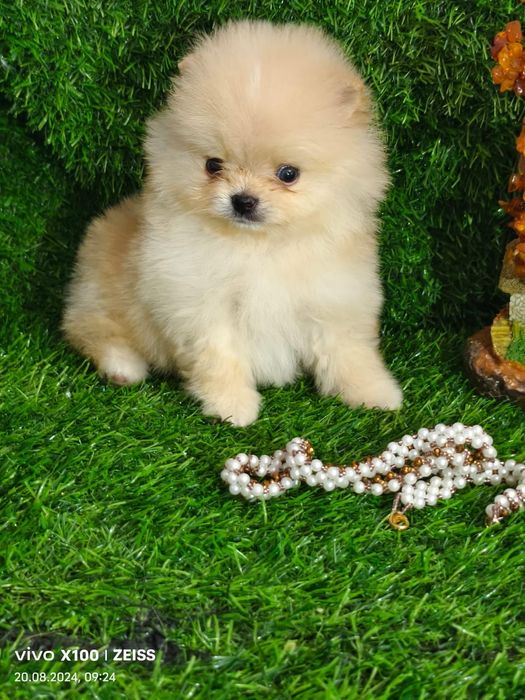 Продам щенков шпица.