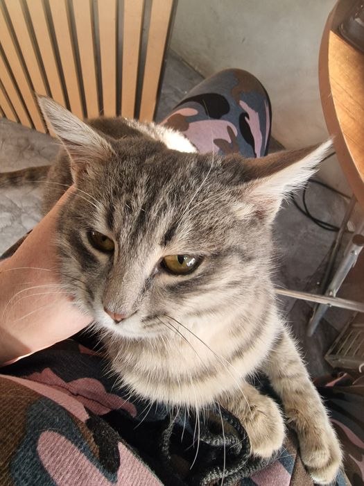 Кошка красивая ищет дом