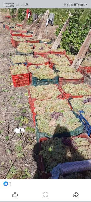 Vând struguri de vin