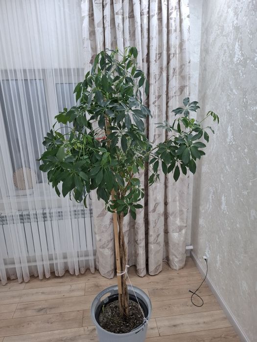 Гүл сатылады күтім жасалған 2метр