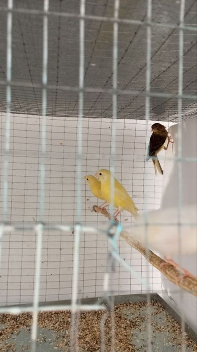 Канарейка ёшлари маладой