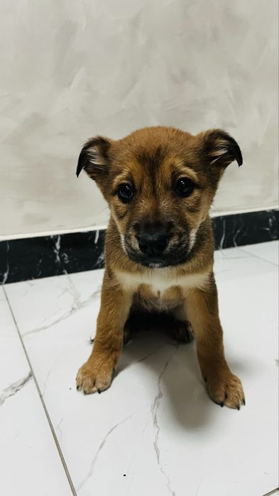 Щенок щенята щенки собака