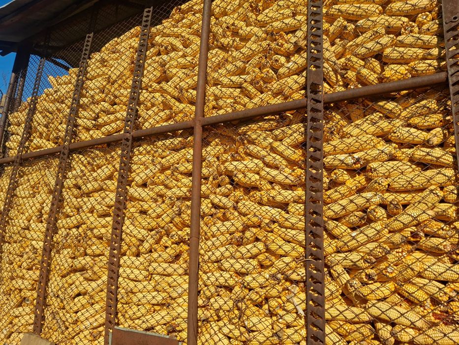 Porumb știuleți Pioneeeer