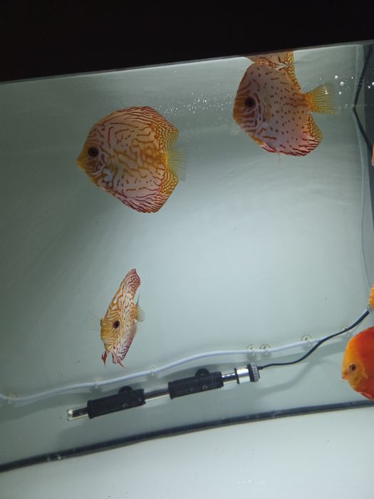 Discusi frumoși  crescuti cu artemia  si mix