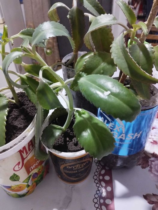 Продам Каланхоэ, район Саяхата.