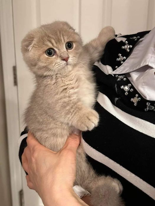 Продам шотландских котят