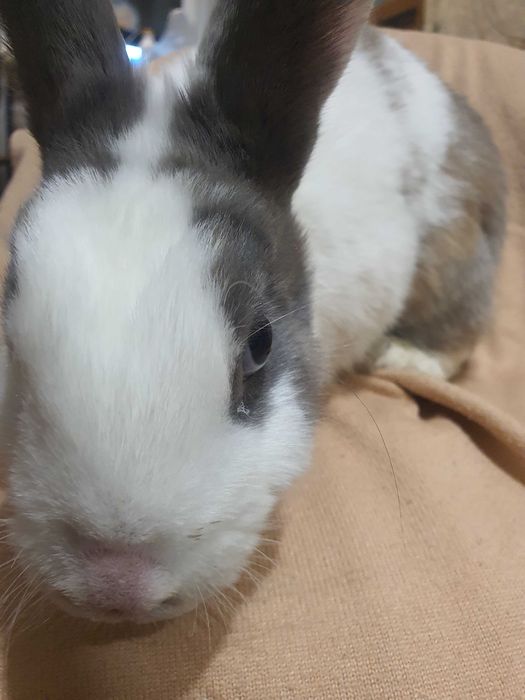 Продам  срочно  Кроликов