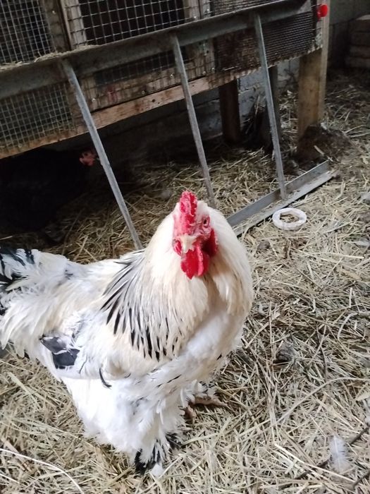 Продам Петухов Белая Брама