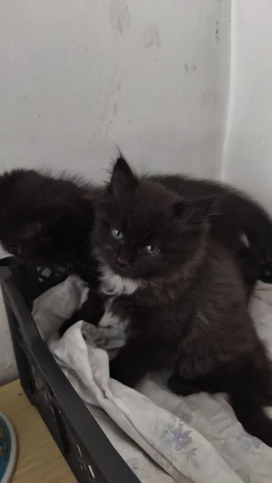 Котята в надёжные руки