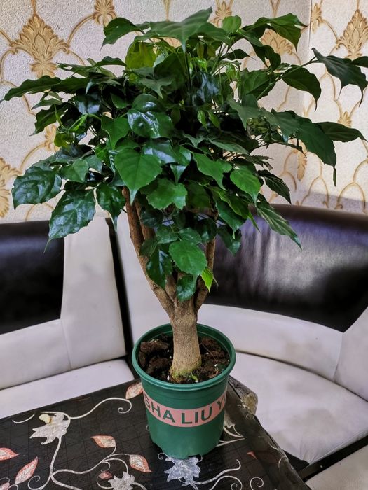 Комнатные цветы доставка