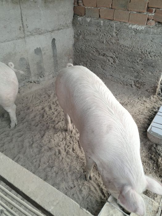 Продавам прасета.