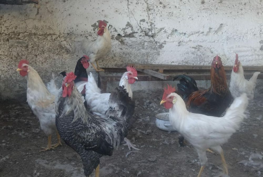 Продаются петухи