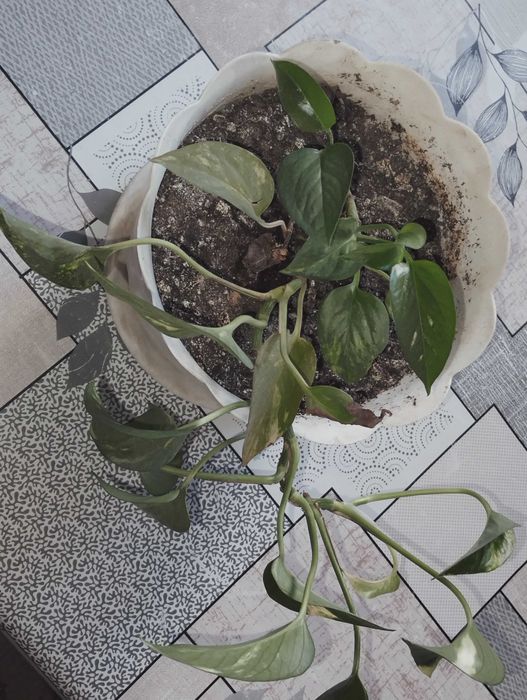 Цветы комнатные разные