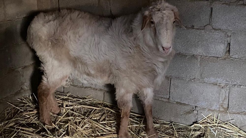 Козы и козлята ..