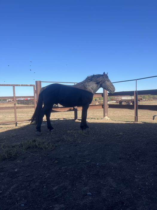 Продам жеребца першерон