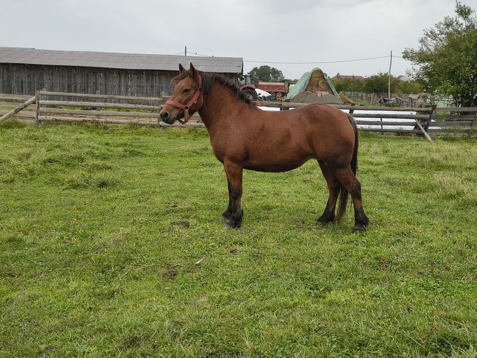 Vind iapă de 3 ani semi grea frumoasă