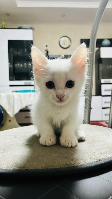 Отдам котёнка в добрые руки